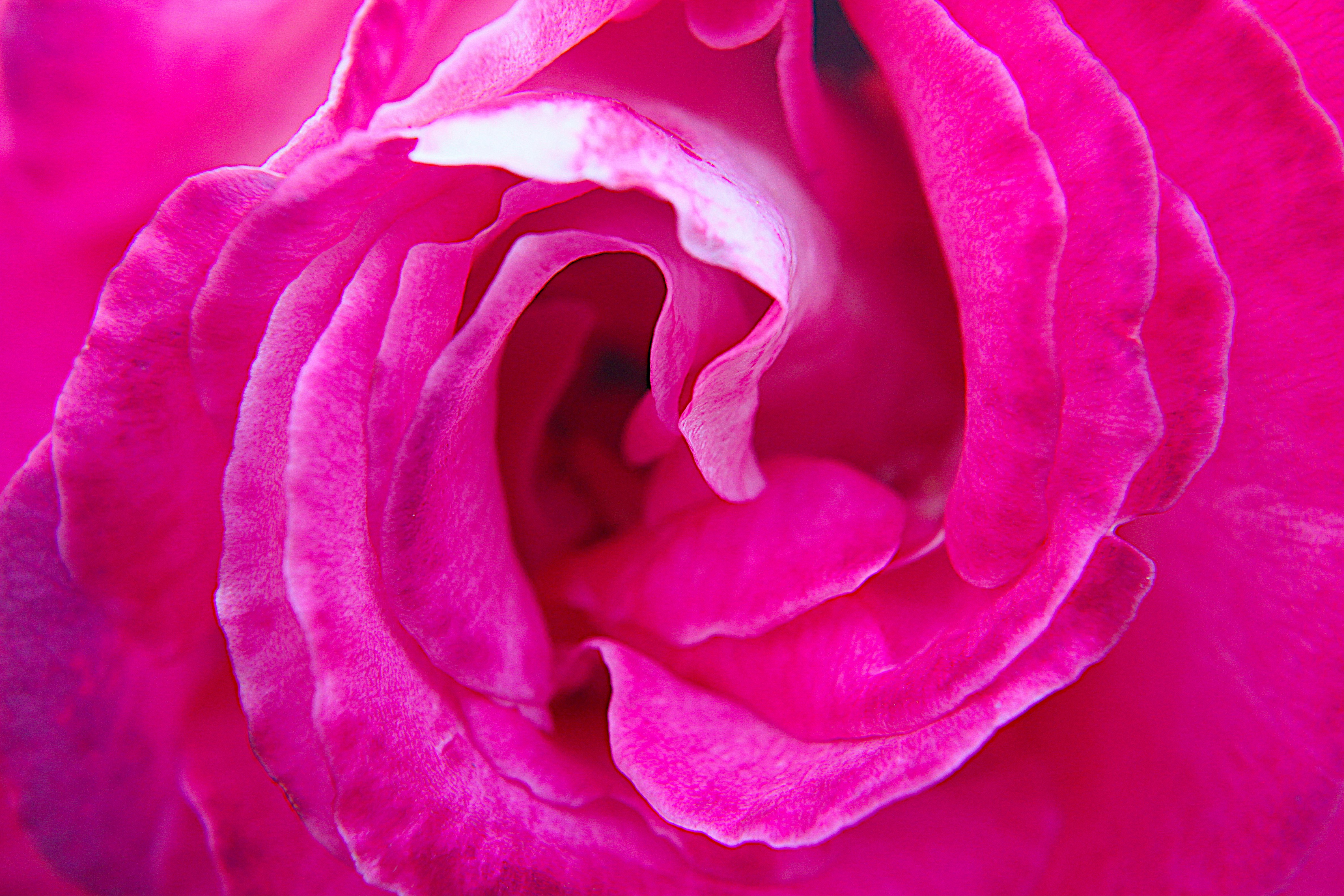 咲くピンクのバラのクローズアップ写真