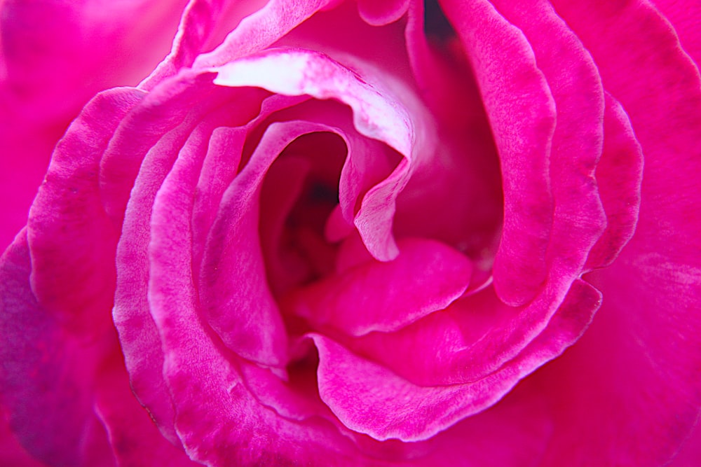 pink rose in bloom close up photo