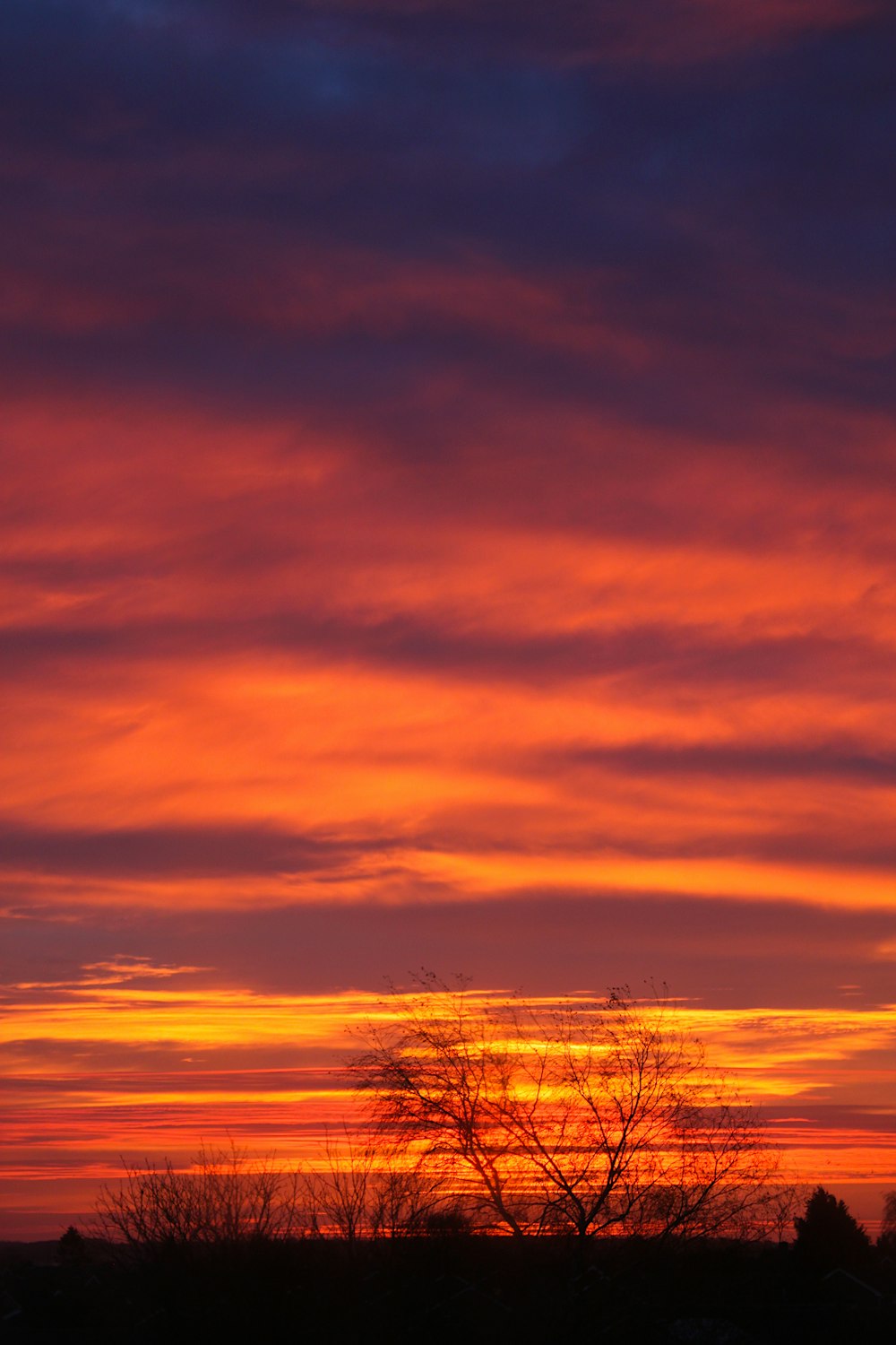 silhouette of trees during sunset