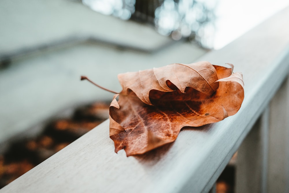 brown dried leaf on white surface