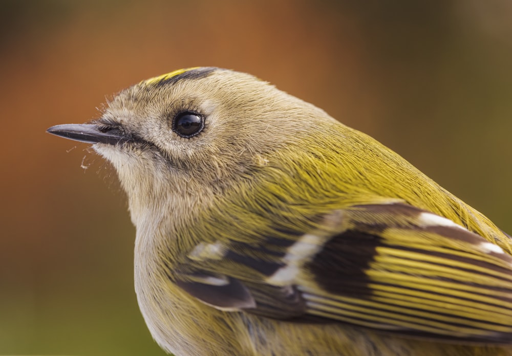 yellow and black bird in close up photography