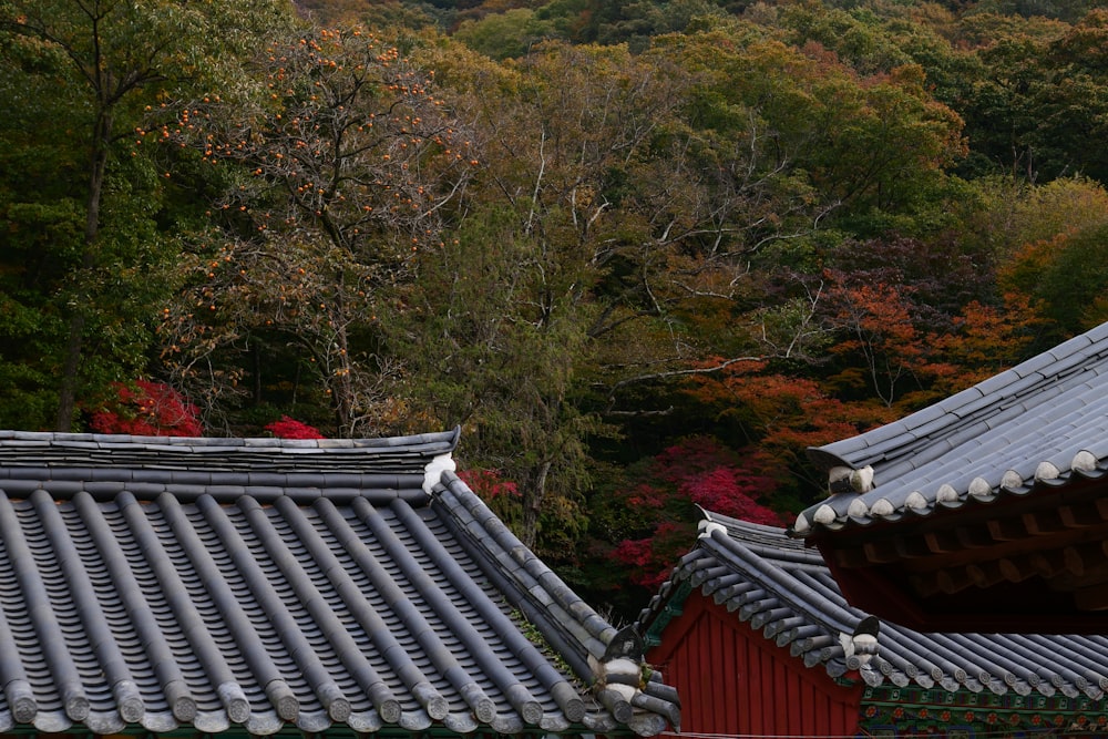 red and white house surrounded by trees