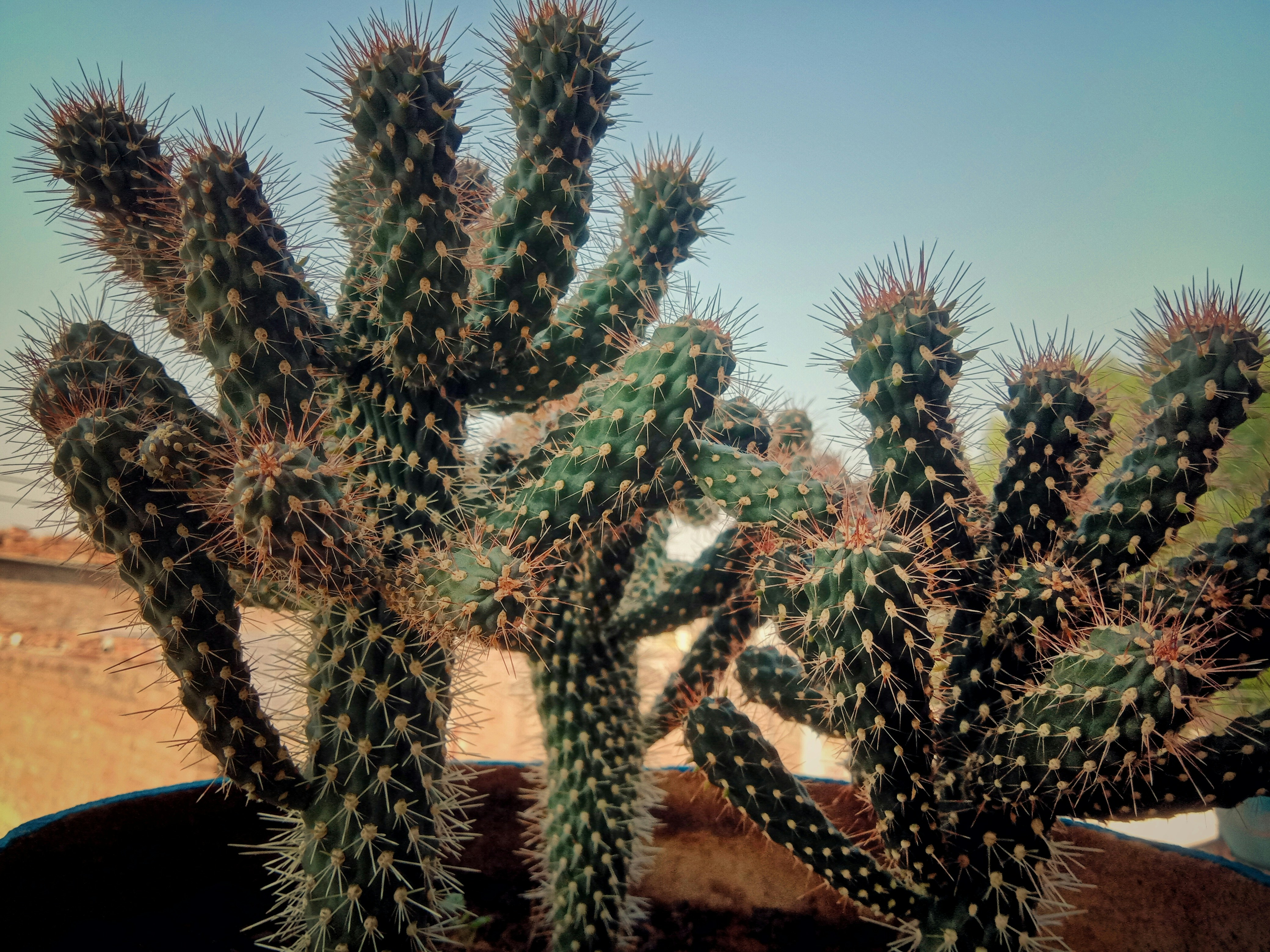 green cactus plant during daytime