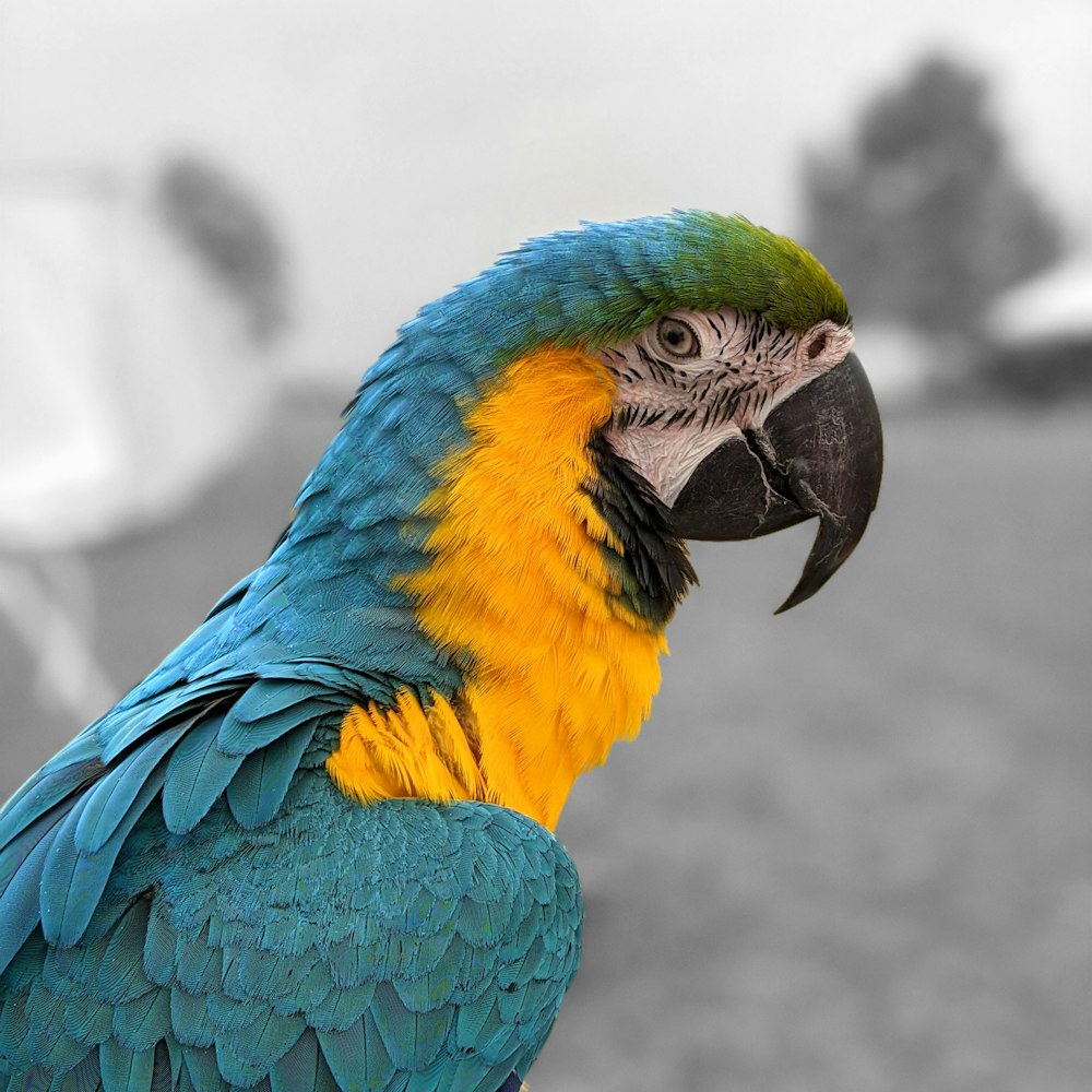 blue yellow and green parrot