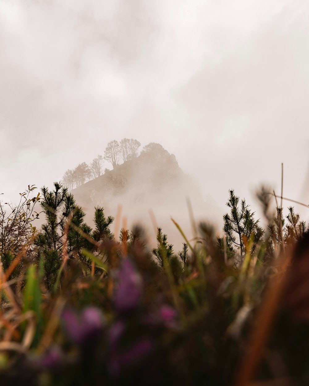 purple flower field near mountain during daytime