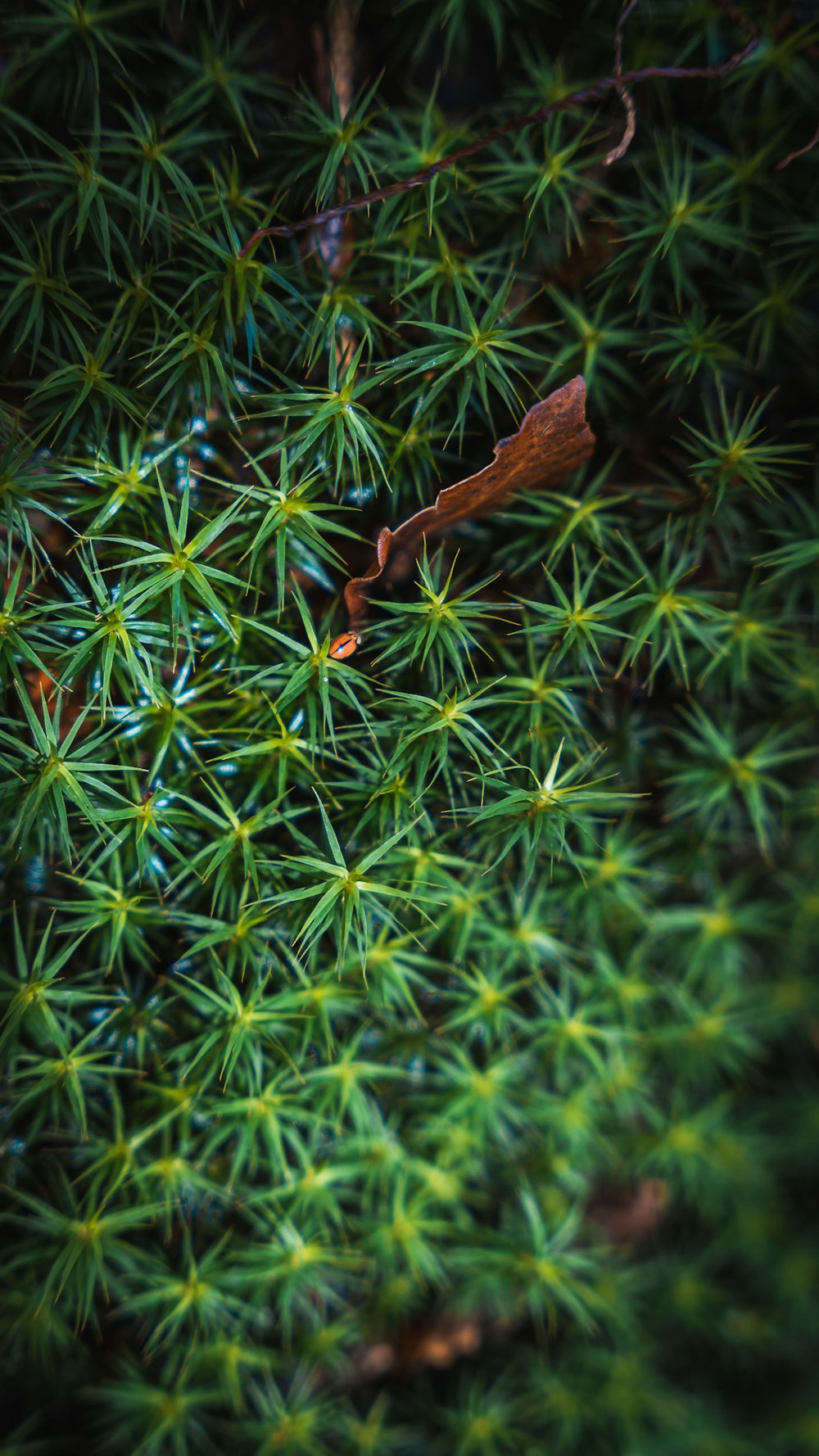 brown dried leaf on green grass