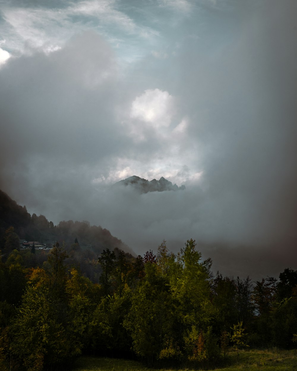 白い雲の下の緑の木々