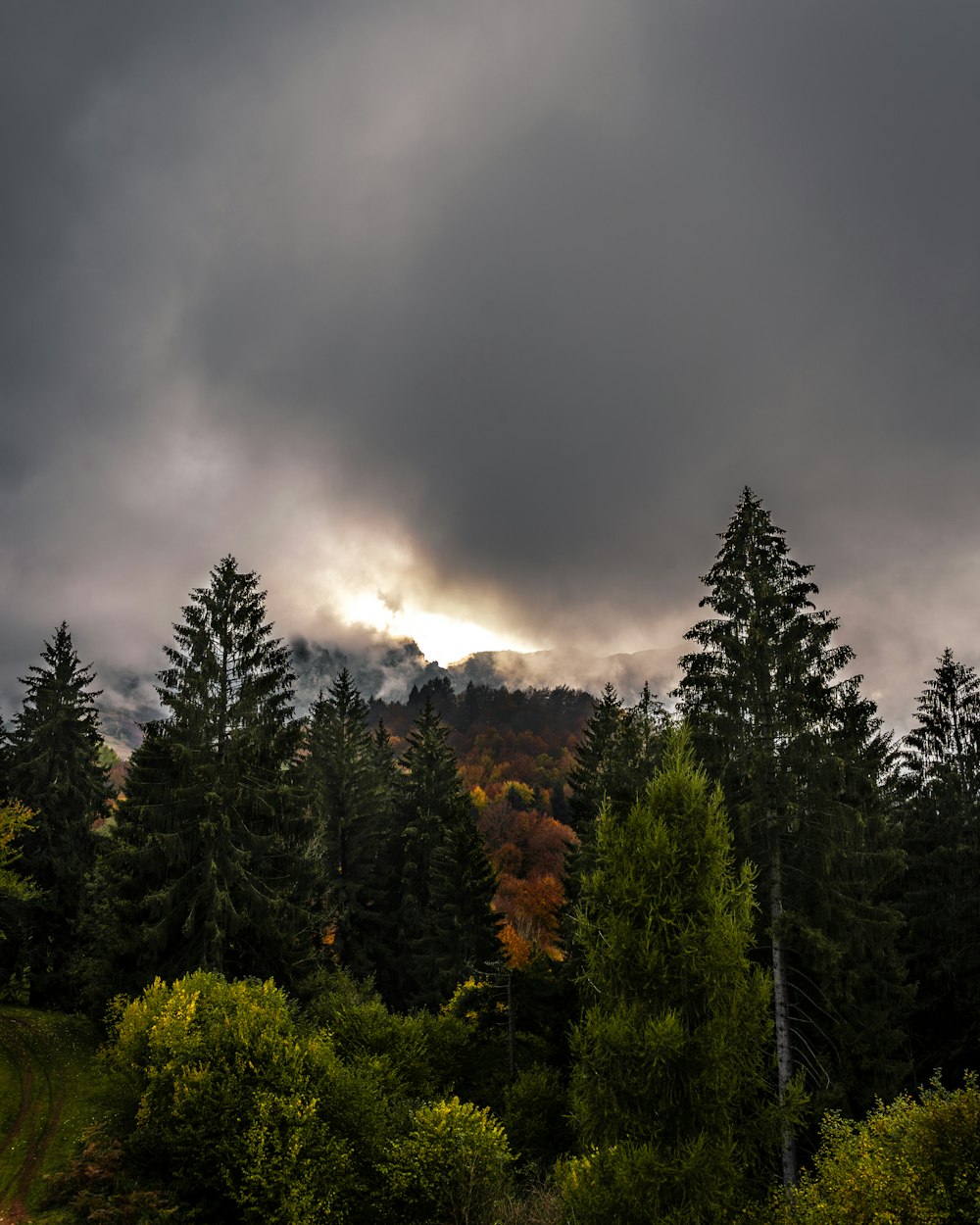 green pine trees under gray sky