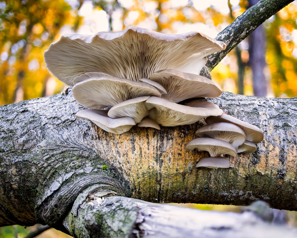 white mushroom on brown tree trunk