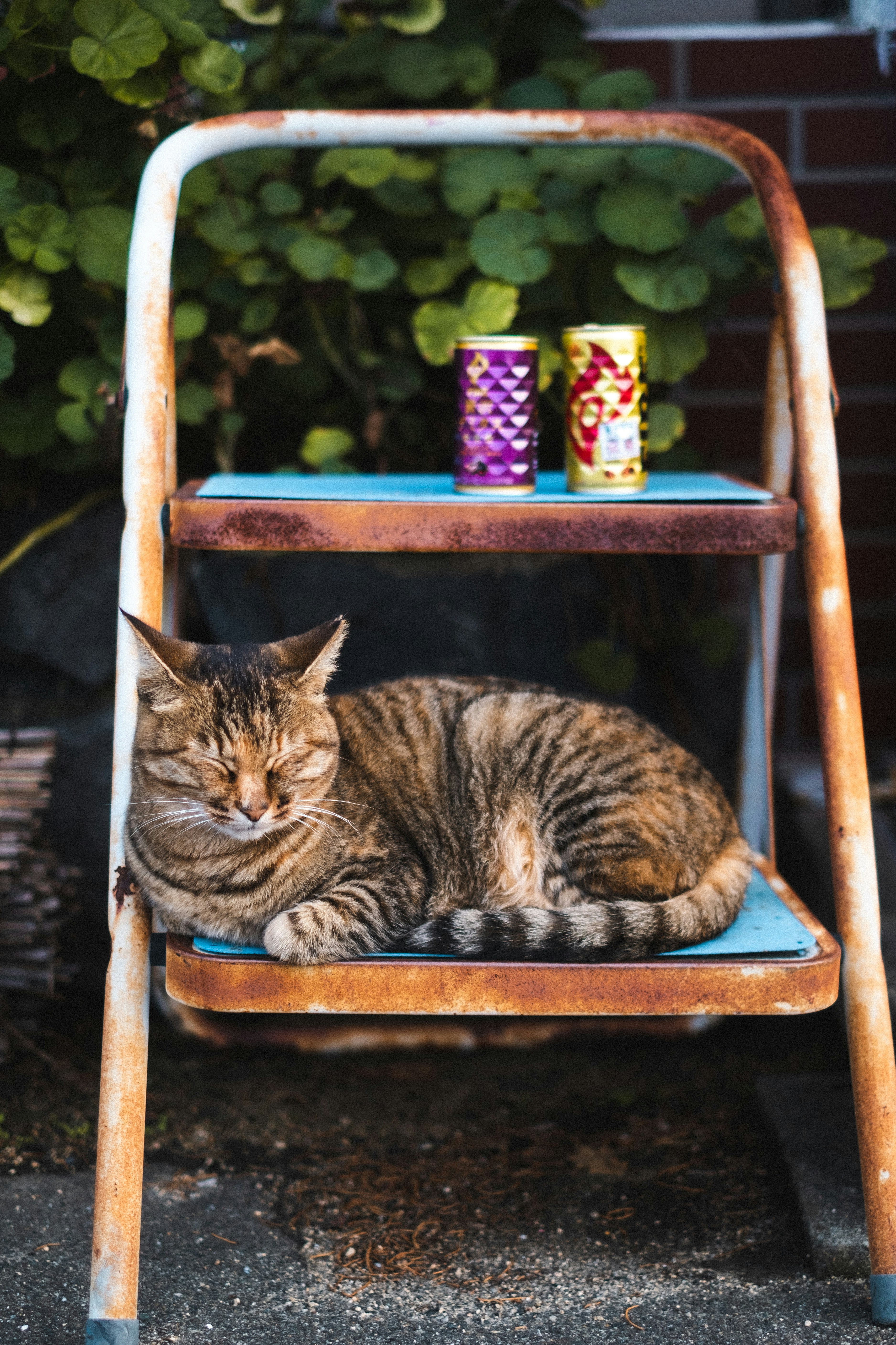 gato tabby marrom na cadeira de madeira azul