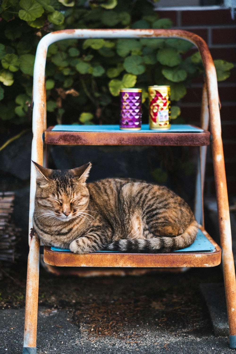 brown tabby cat on blue wooden chair