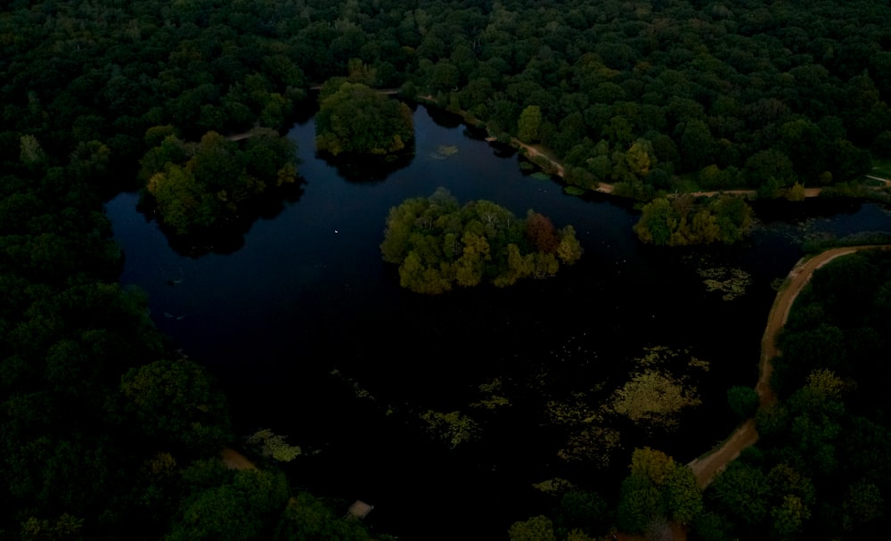 green trees beside river during daytime