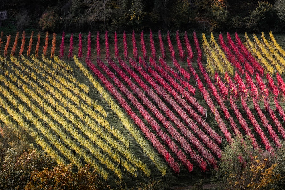 red and yellow flower field