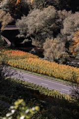 Rolling green hills and winding roads of Serra Gaúcha with autumn colors.