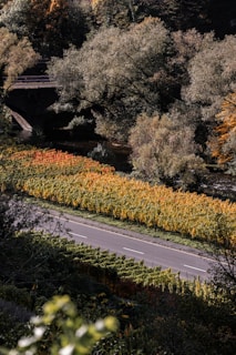 A scenic landscape featuring a road flanked by lush vineyards displaying vibrant autumn colors, including shades of green, yellow, and orange. Dense trees with foliage, some transitioning with fall colors, surround the area with a bridge partially visible.