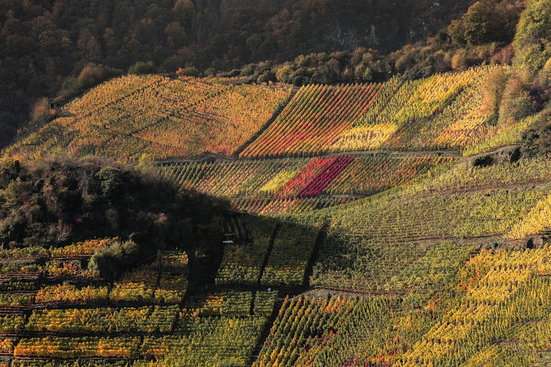 Autumn in the German vineyards