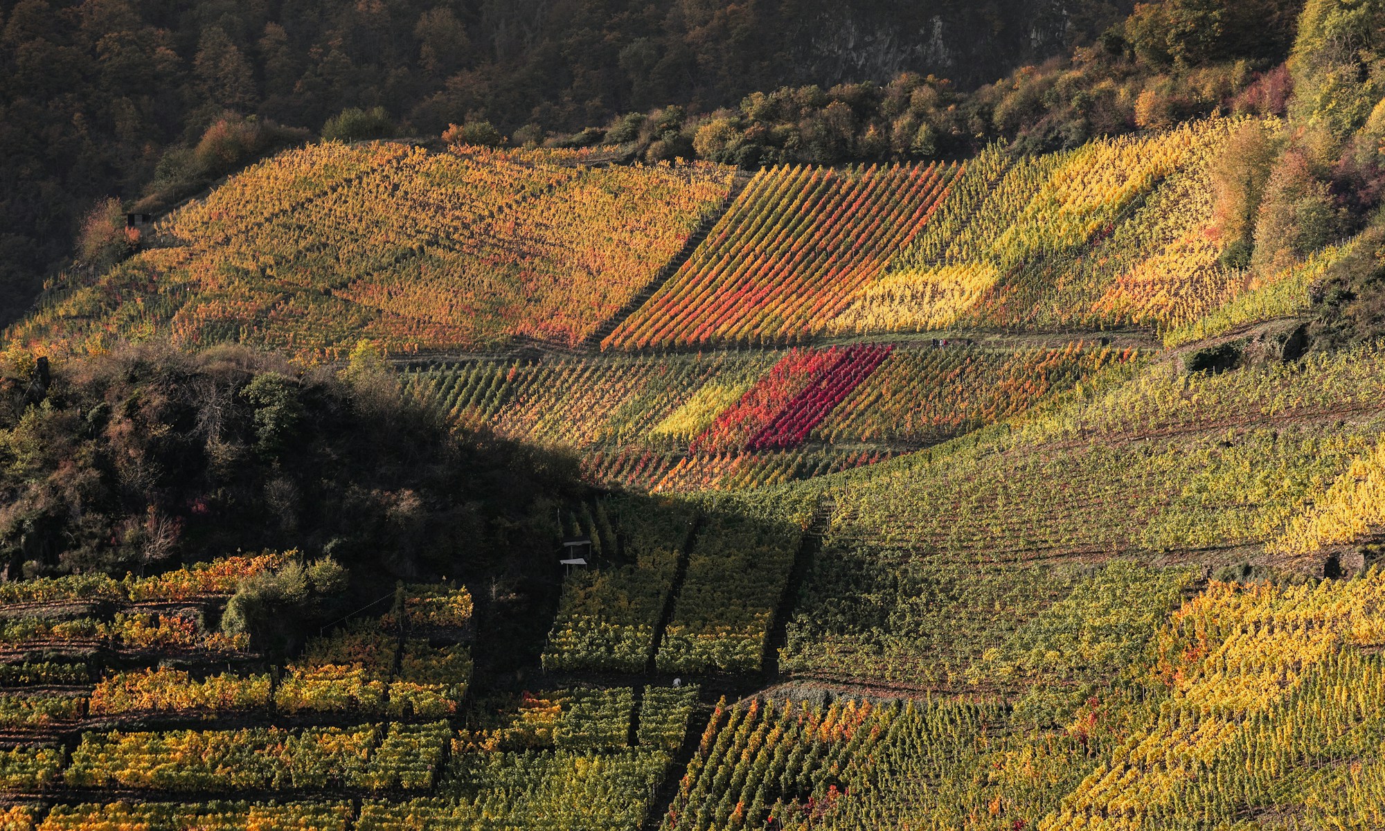 Autumn in the German vineyards