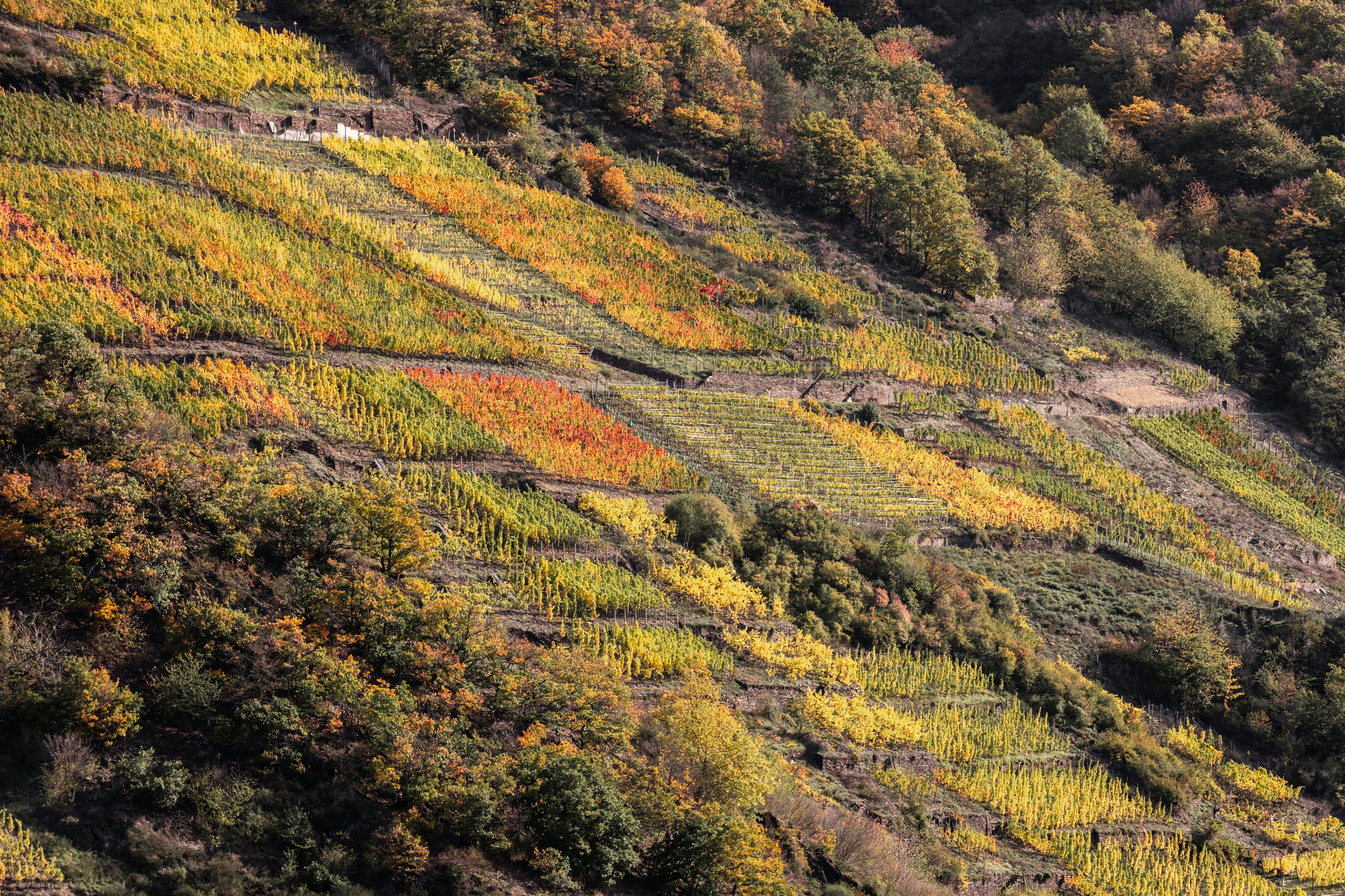 Image by Tobias Rademacher via Unsplash