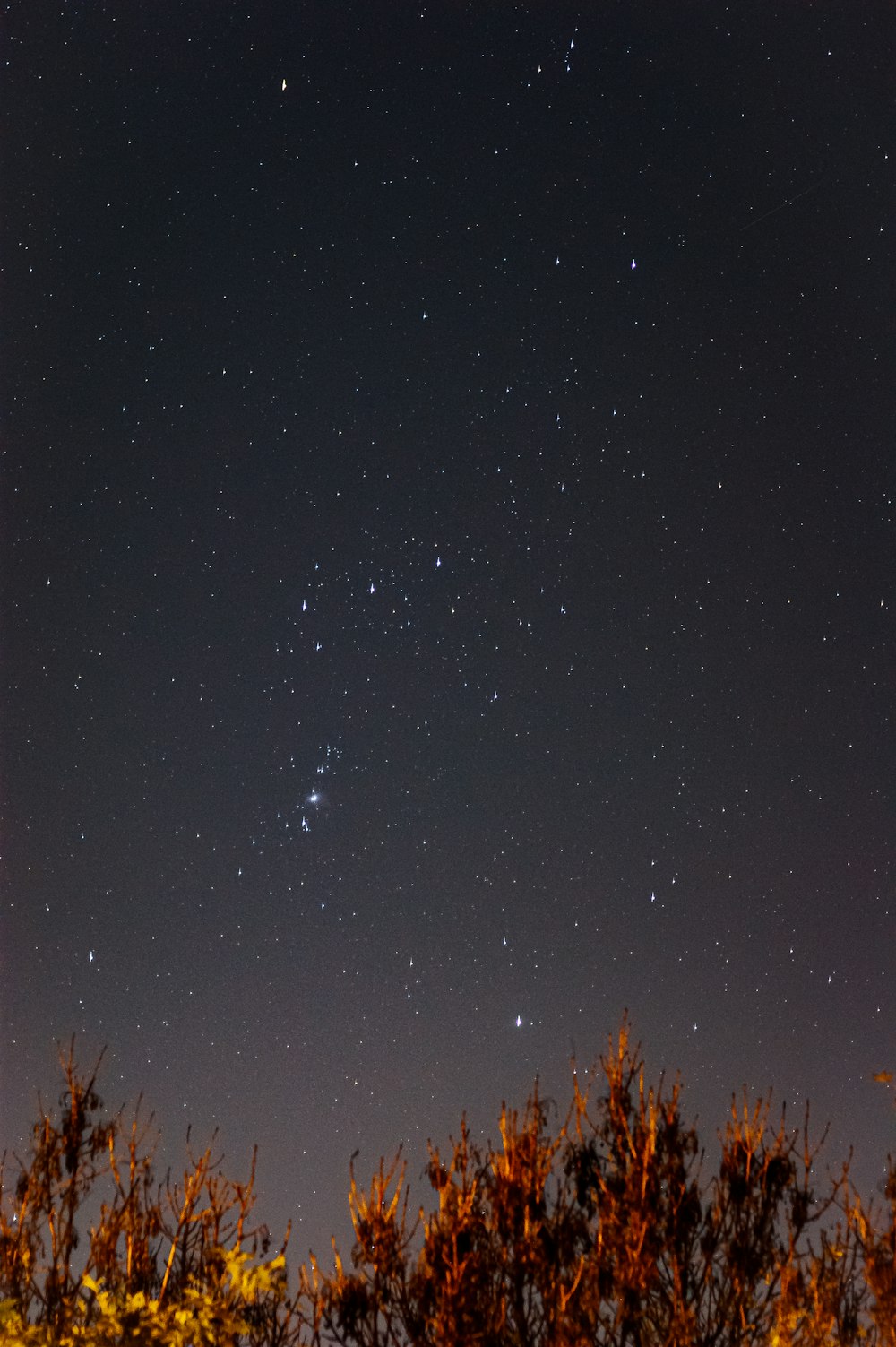 brown trees under starry night