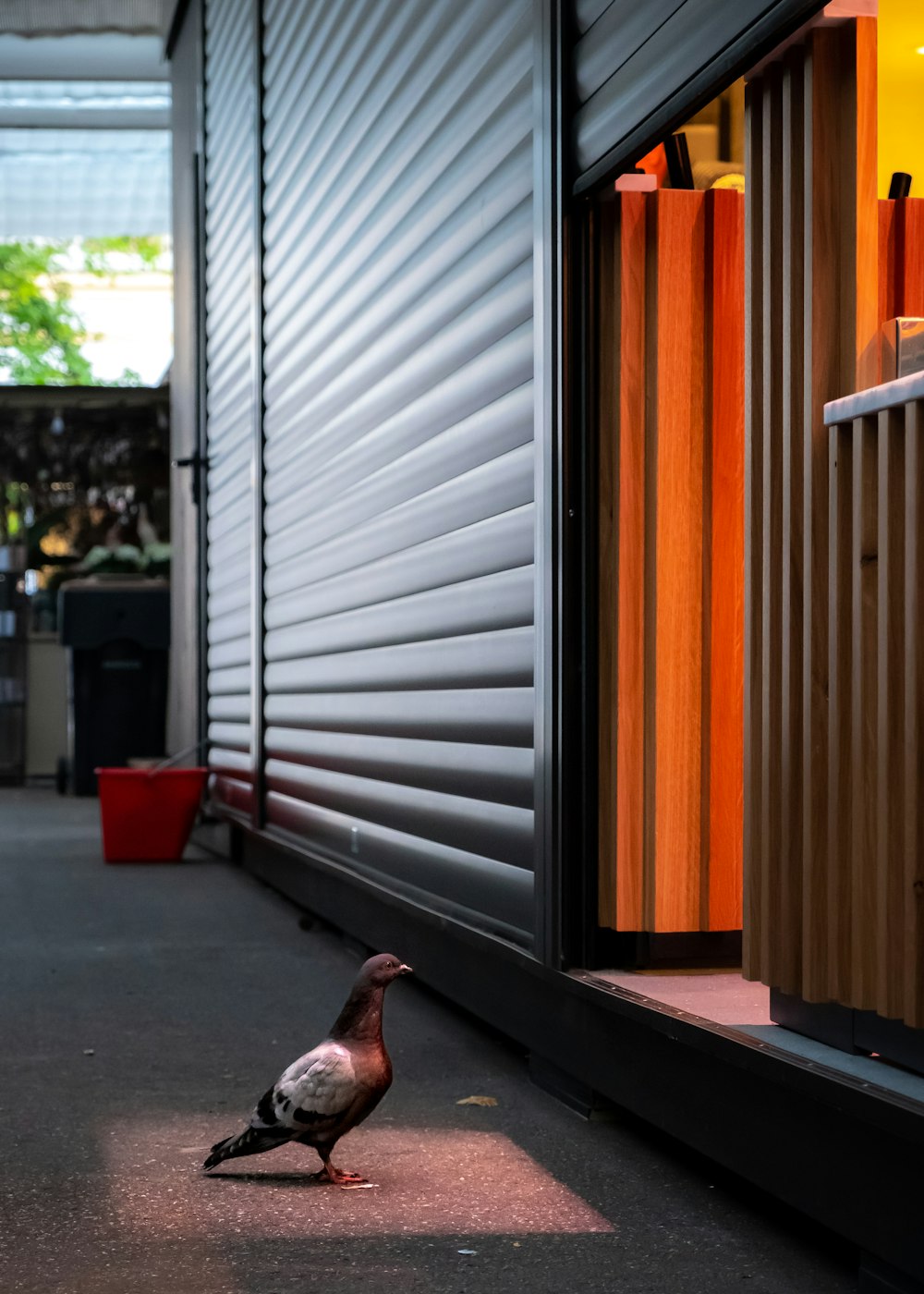 brown duck on gray pavement