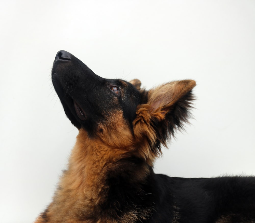 black and tan german shepherd