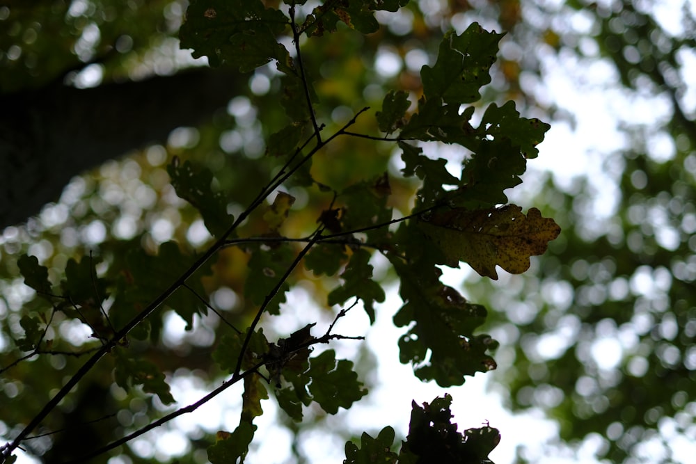 brown maple leaf in tilt shift lens