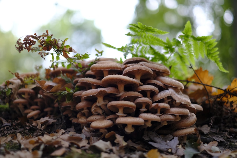 a group of mushrooms sitting on top of a forest floor