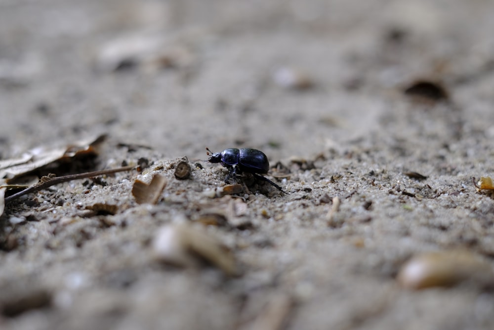 blue beetle on brown soil