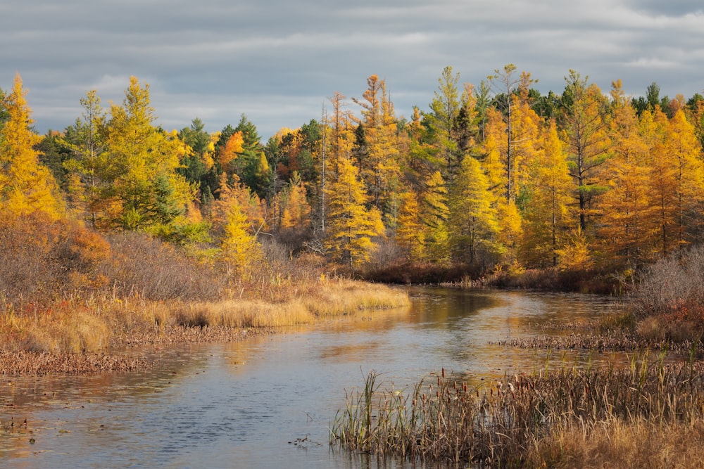 brown and green trees beside river under blue sky during daytime