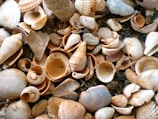 A diverse collection of seashells is scattered over a dark surface. The shells vary in size, shape, and color, including spirals, conical shapes, and smooth flat shells with rich textures.