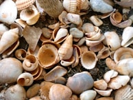 A handful of diverse sea shells with varying colors and shapes lying against a driftwood backdrop.