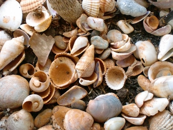 A diverse collection of seashells is scattered over a dark surface. The shells vary in size, shape, and color, including spirals, conical shapes, and smooth flat shells with rich textures.