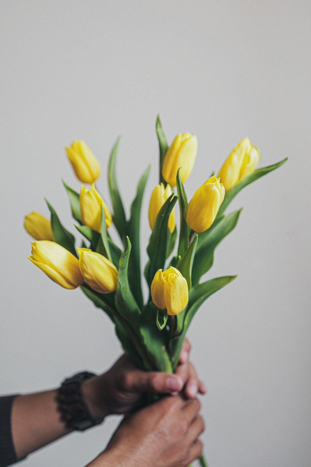 Tulipanes amarillos en habitación blanca