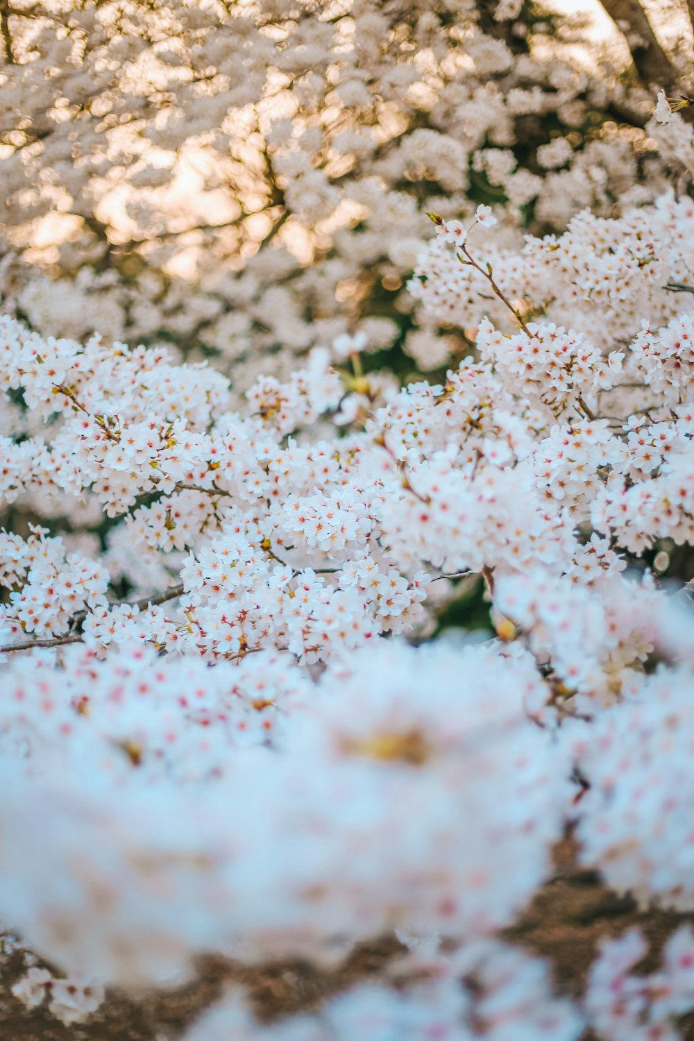 white flowers on white sand during daytime