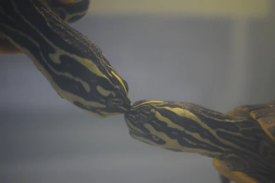 Bob l'éponge et Patrick partageant un moment drôle sous l'eau