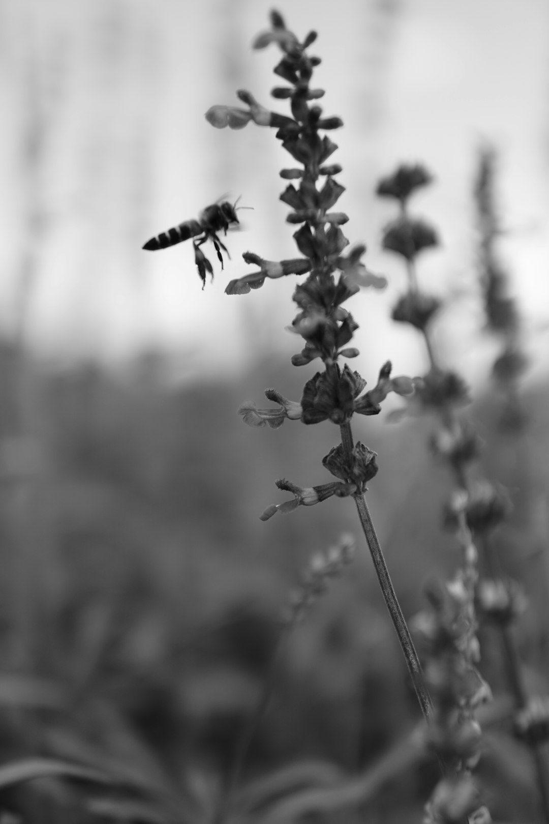 black and white photo of honeybee perched on flower