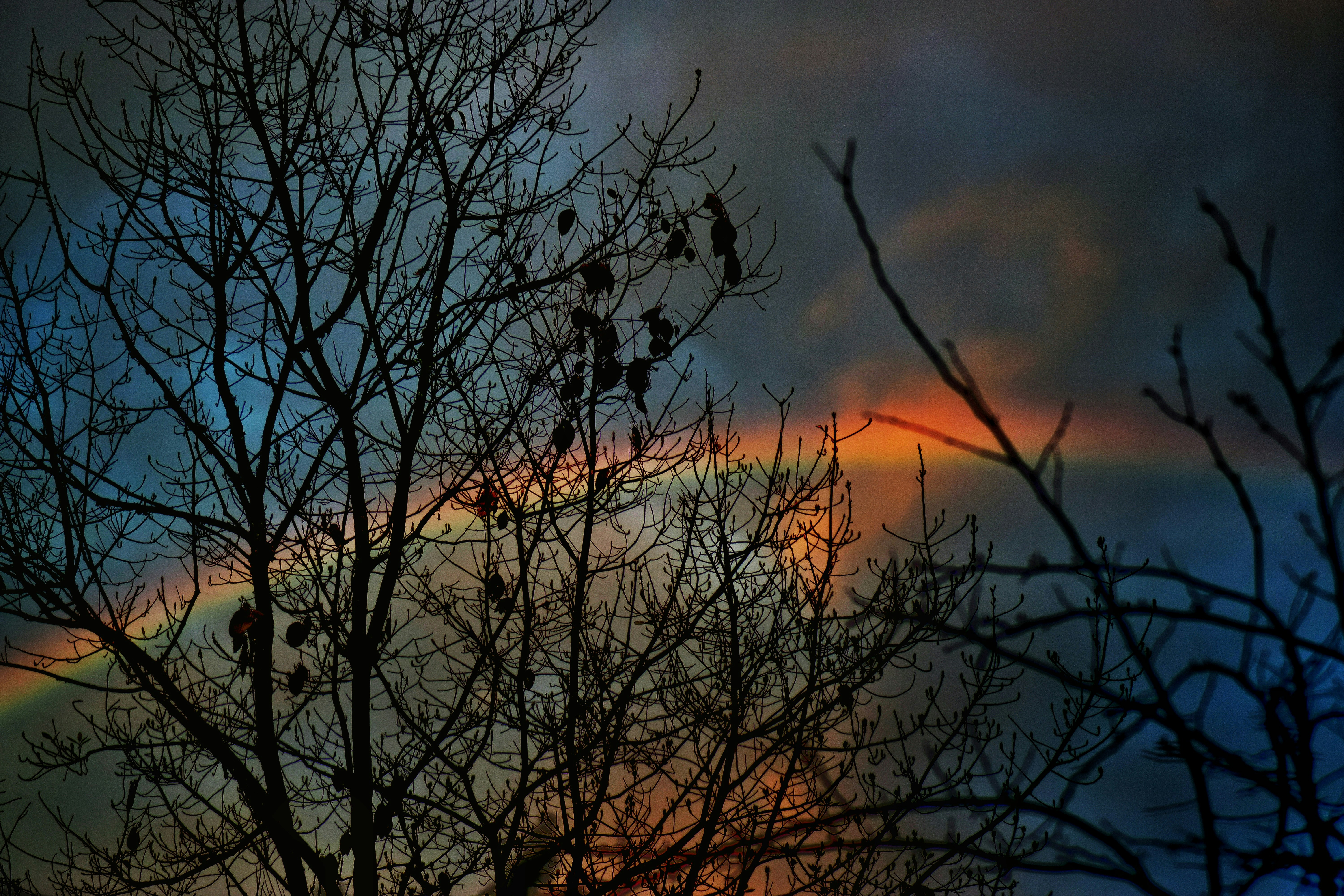 leafless tree under gray sky