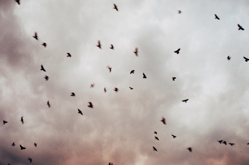 volée d’oiseaux volant sous un ciel nuageux pendant la journée