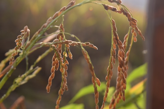 Close-up of ripe rice plants with golden brown grains hanging from their stems set against a softly blurred green and brown background.