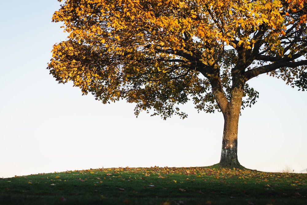 grüner Baum auf grünem Grasfeld tagsüber