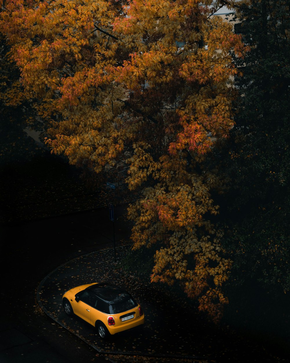 yellow and black car on road near brown trees during daytime