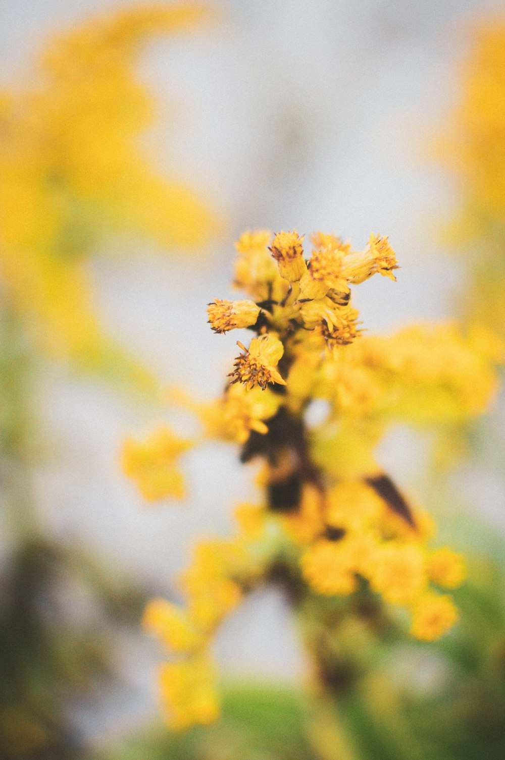 yellow flower in tilt shift lens