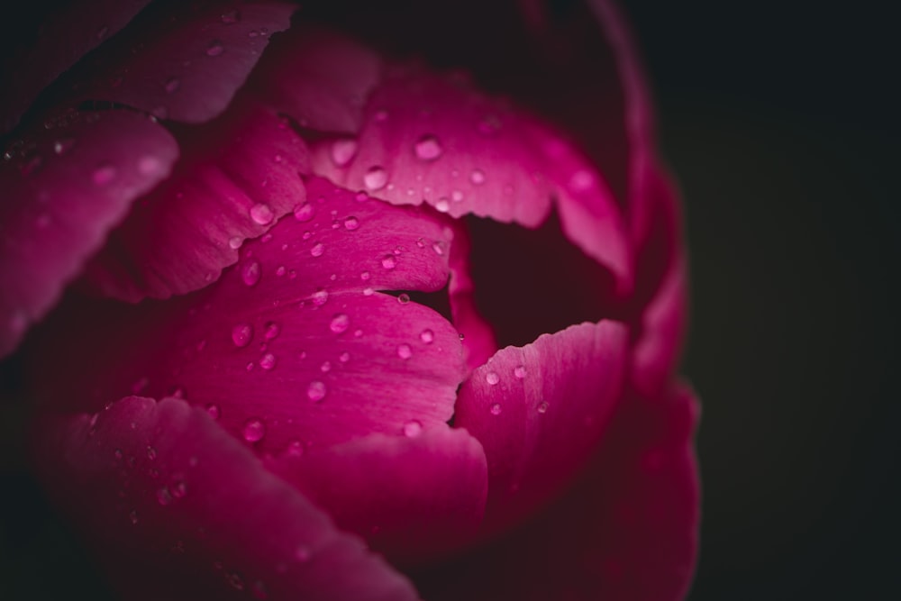 red rose with water droplets