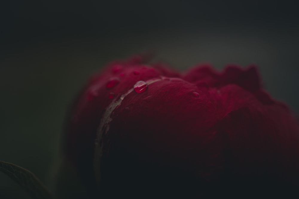 red rose in close up photography