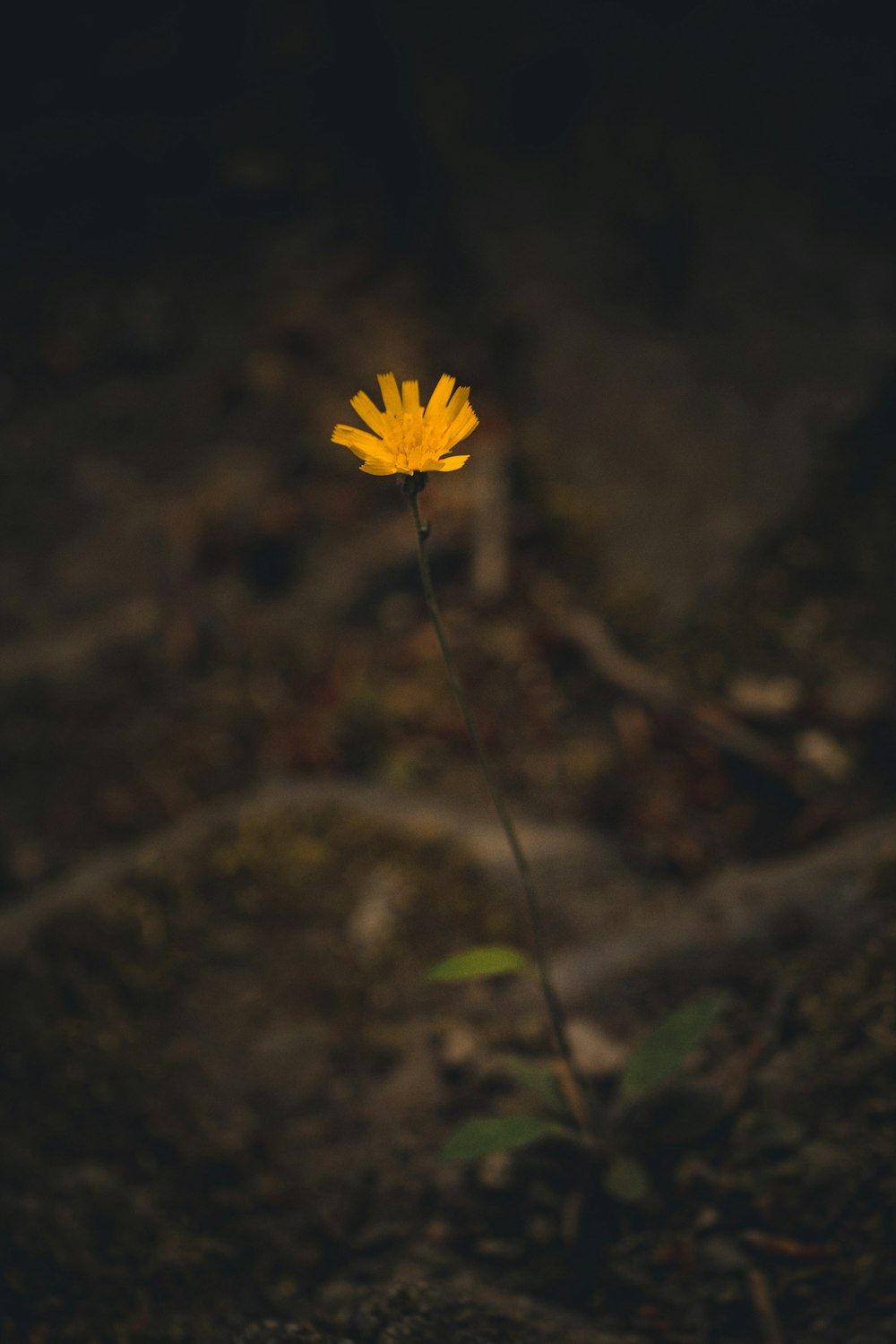 yellow flower in tilt shift lens