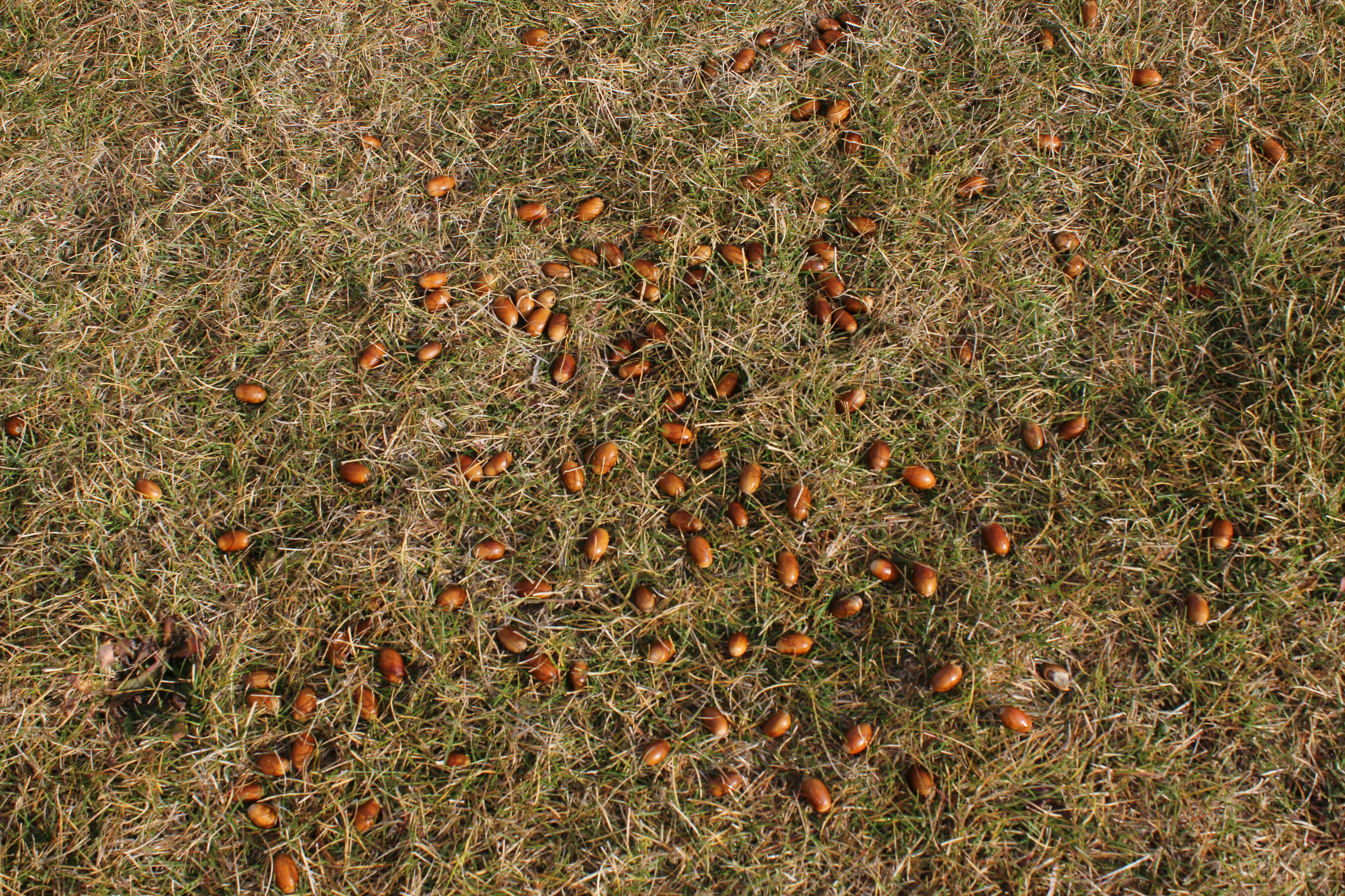 What is SOG in Aviation? (Speed Over Ground)