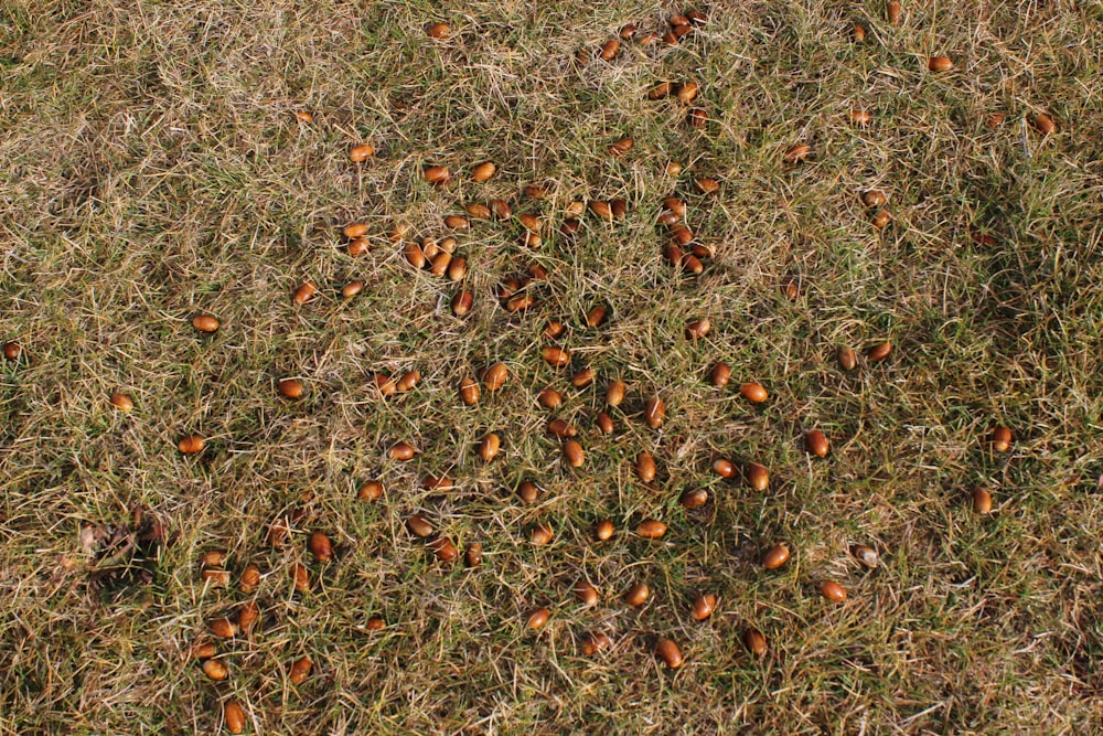 brown and red round fruits on green grass during daytime