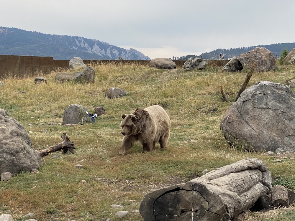 urso marrom no campo verde da grama durante o dia