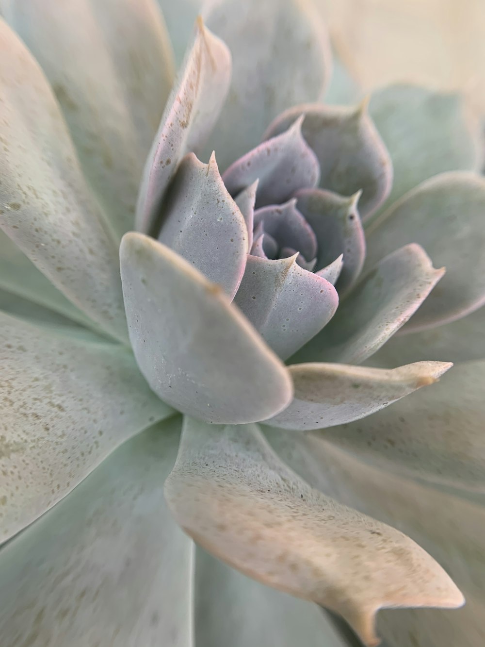 green and white succulent plant