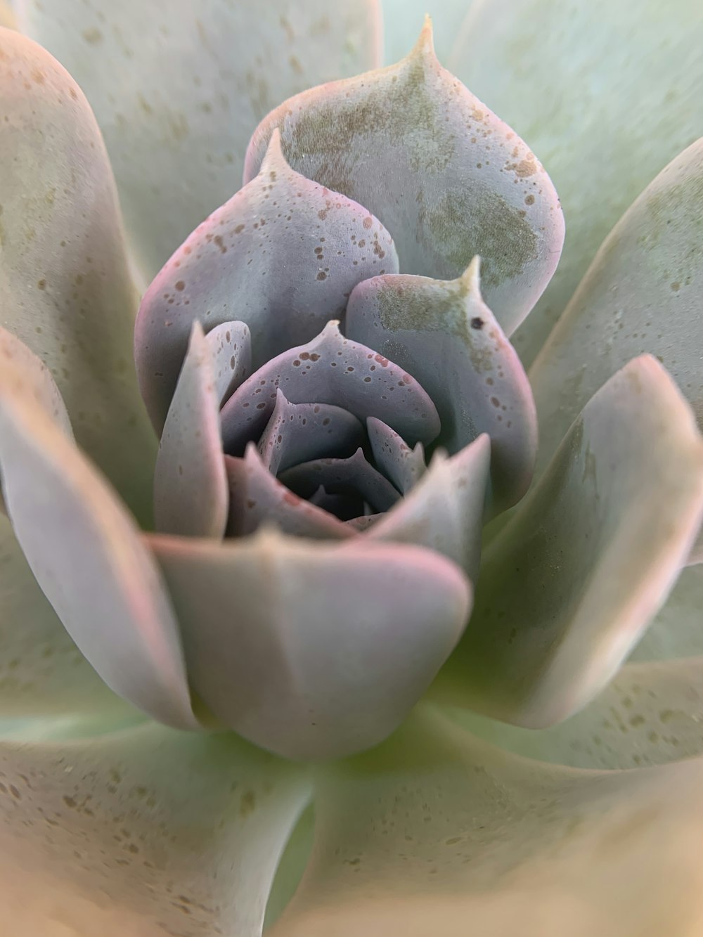 green and purple succulent plant